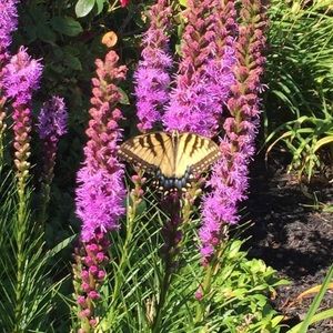 Meet your Posher, Jenn